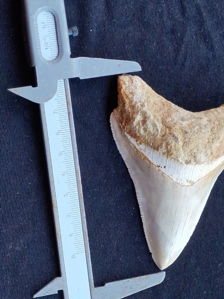 Megalodon - Fossil tooth - Dent fossile - RARE - 10 cm #3.2