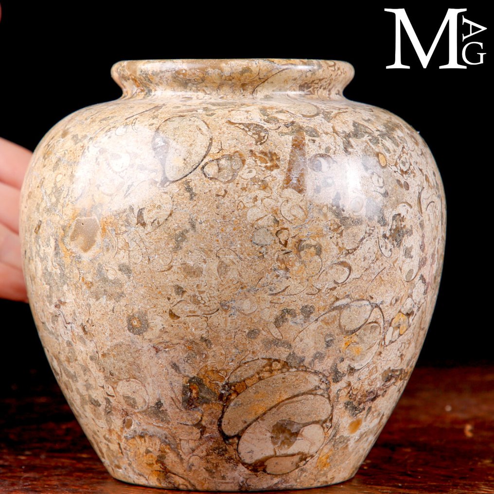 Fossile sedimenter fra paleozoikum Prydvas i fossilholdig sedimentært marmor - Høyde: 150 mm - Bredde: 145 mm- 1527 g #1.0