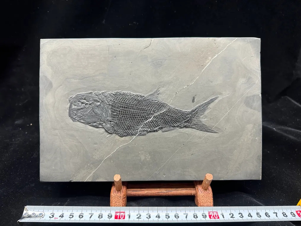 Fossil - Fossil matrix - Asialepidotus - 25 cm - 16 cm #3.2
