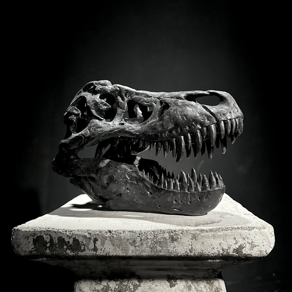 Χωρίς τιμή ελάχιστου ορίου - Αντίγραφο κρανίου δεινοσαύρου - Tyrannosaurus Rex - Ποιοτικό μουσείου - Βάση ρεπλίκας ταρίχευσης - Tyrannosaurus Rex - 19 cm - 13 cm - 26 cm #2.1