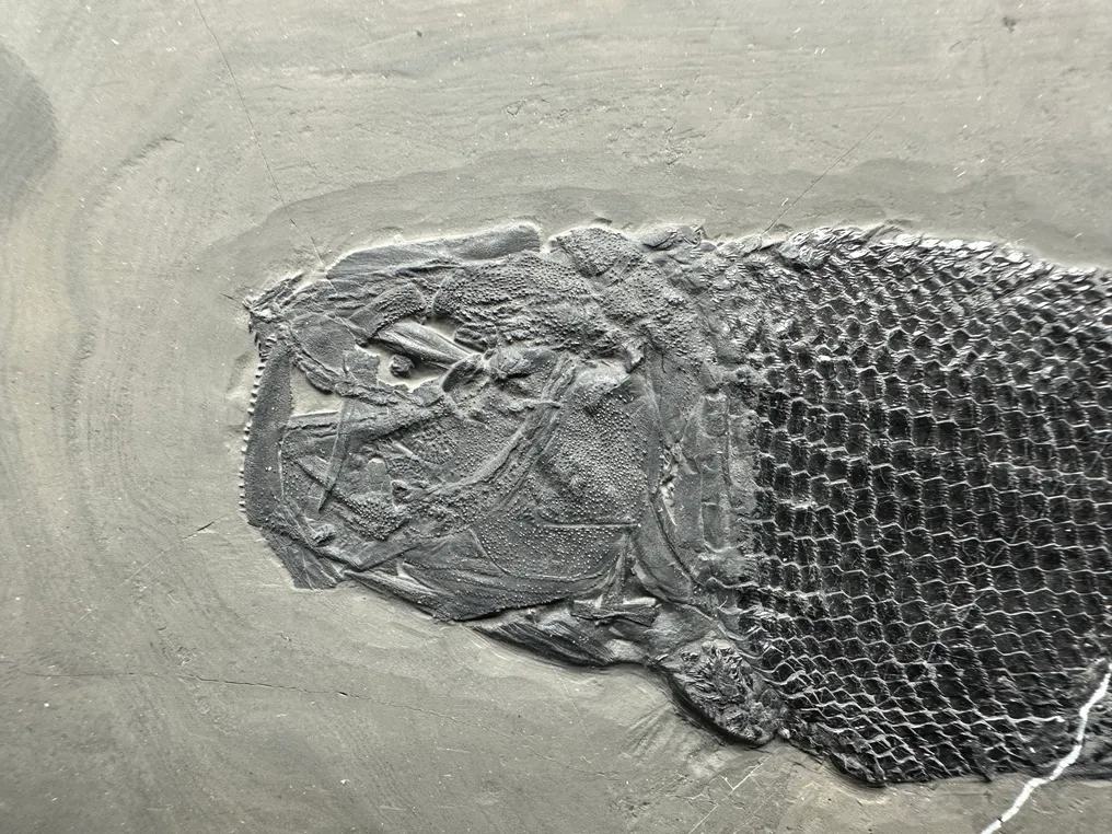 Fossil - Fossil matrix - Asialepidotus - 25 cm - 16 cm #4.3