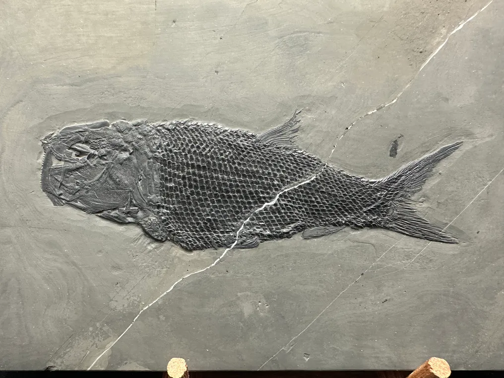 Fossil - Fossil matrix - Asialepidotus - 25 cm - 16 cm #1.0