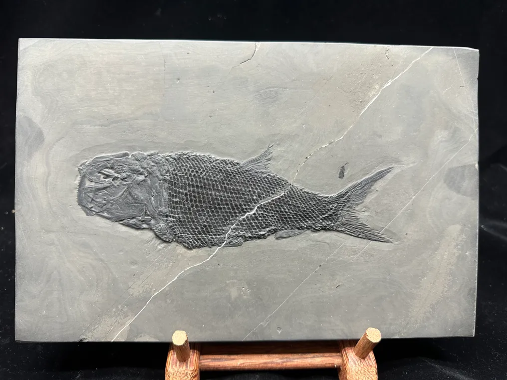 Fossil - Fossil matrix - Asialepidotus - 25 cm - 16 cm #2.1