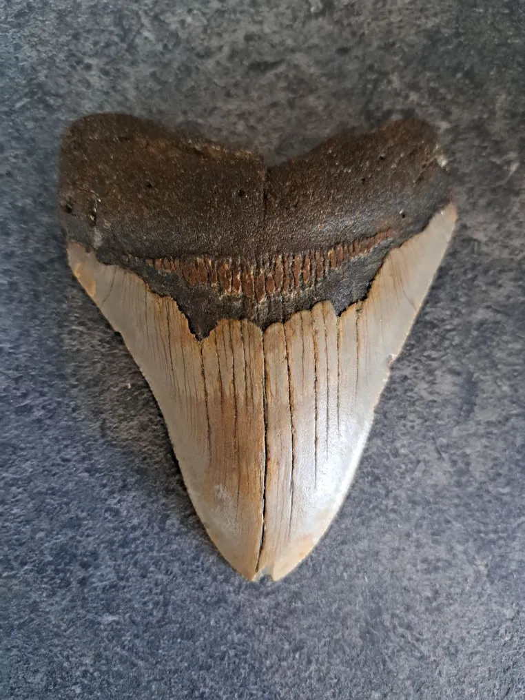 Megalodon - Fossil tooth - 10.5 cm - 8.5 cm #2.2