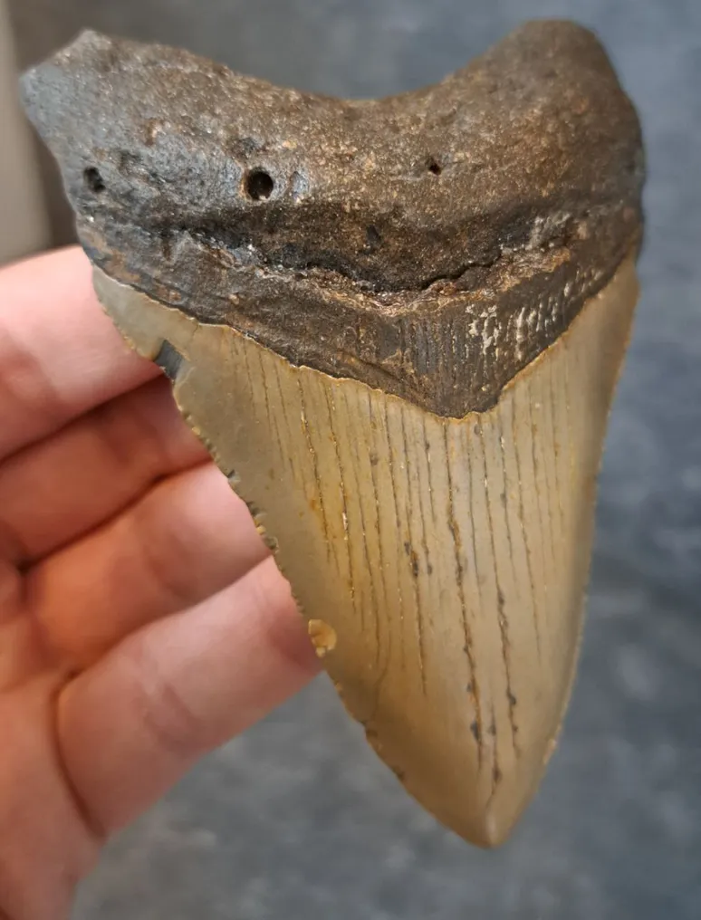 Megalodon - Fossil tooth - 10.9 cm - 7.9 cm #2.1