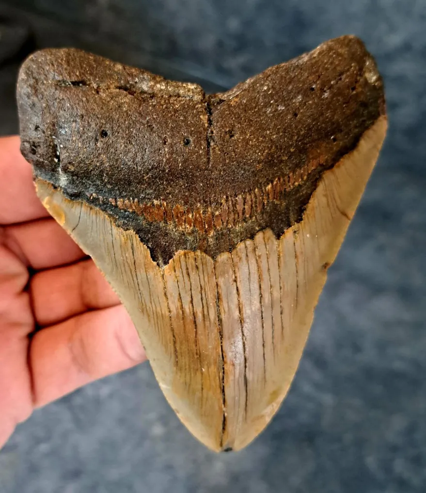 Megalodon - Fossil tooth - 10.5 cm - 8.5 cm #1.1