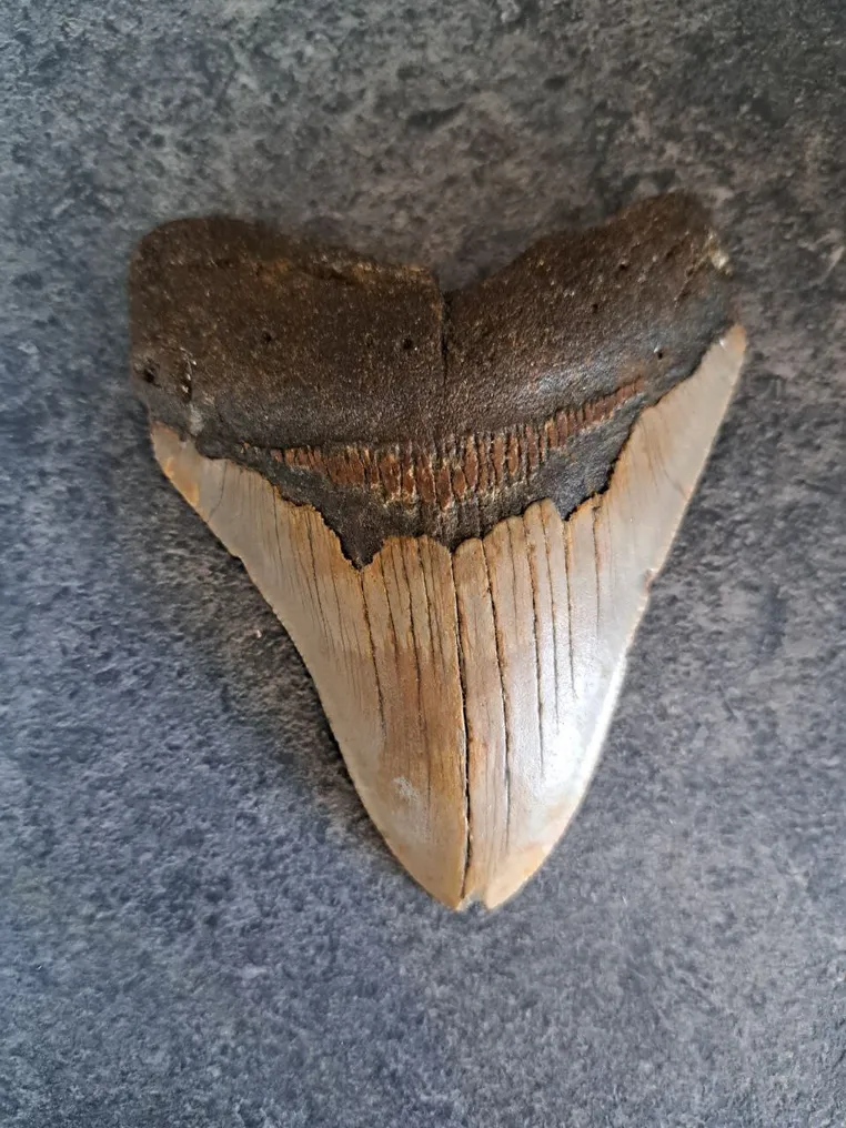 Megalodon - Fossil tooth - 10.5 cm - 8.5 cm #2.1