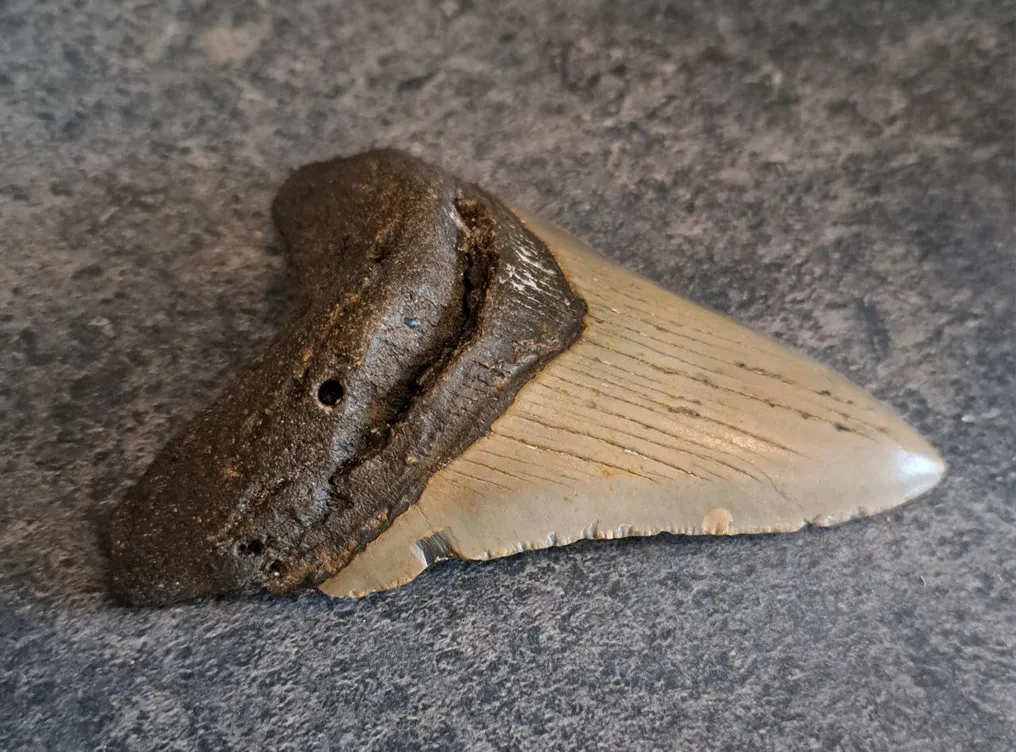 Megalodon - Fossil tooth - 10.9 cm - 7.9 cm #3.2