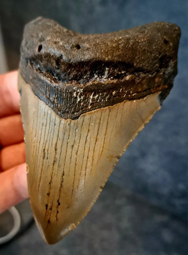 Megalodon - Fossil tooth - 10.9 cm - 7.9 cm #4.3