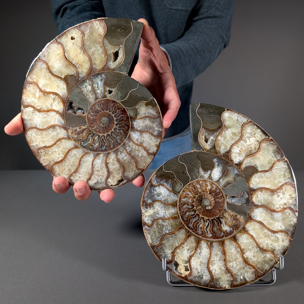 非凡的分段菊石一对 - 贝壳化石 - Cleoniceras sp. #1.0