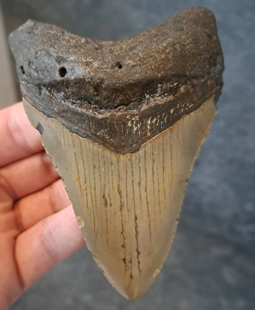 Megalodon - Fossil tooth - 10.9 cm - 7.9 cm #1.0