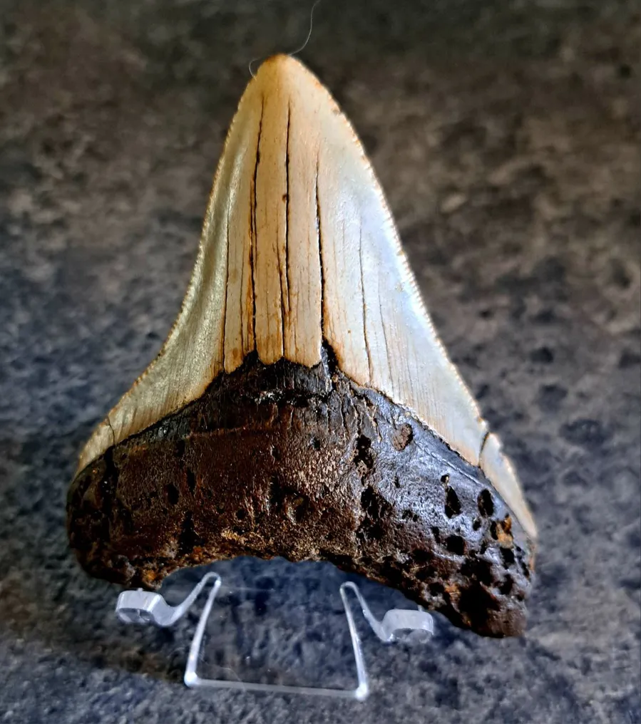 Megalodon - Fossil tooth - stand included! - 9 cm - 7.3 cm #1.0