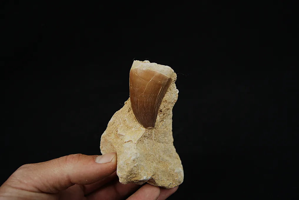 Högkvalitativ Mosasaurie Tand i 3D-matris - Fossil tand - Mosasaurus Prognotodon #3.2
