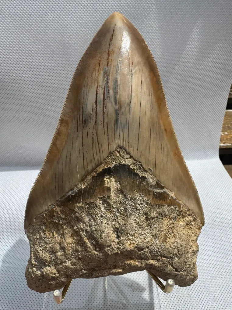 Mégalodon - Dent fossile - Carcharocles megalodon - 14.2 cm #2.1