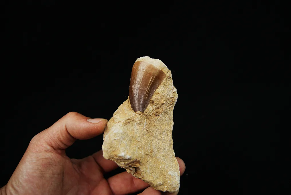 Högkvalitativ Mosasaurie Tand i 3D-matris - Fossil tand - Mosasaurus Prognotodon #1.0