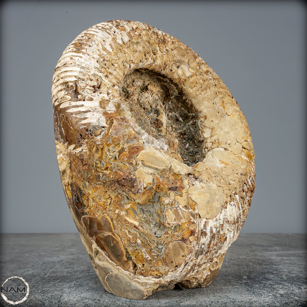 Μεγάλη απολιθωμένη αμμόνητη σε μήτρα septarian με κρινειδείς. Ελεύθερη μορφή- 4048.42 g #3.2