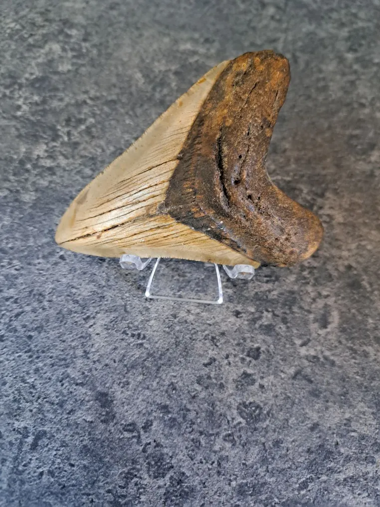 Megalodon - Fossil tooth - stand included! - 10 cm - 7.2 cm #4.3