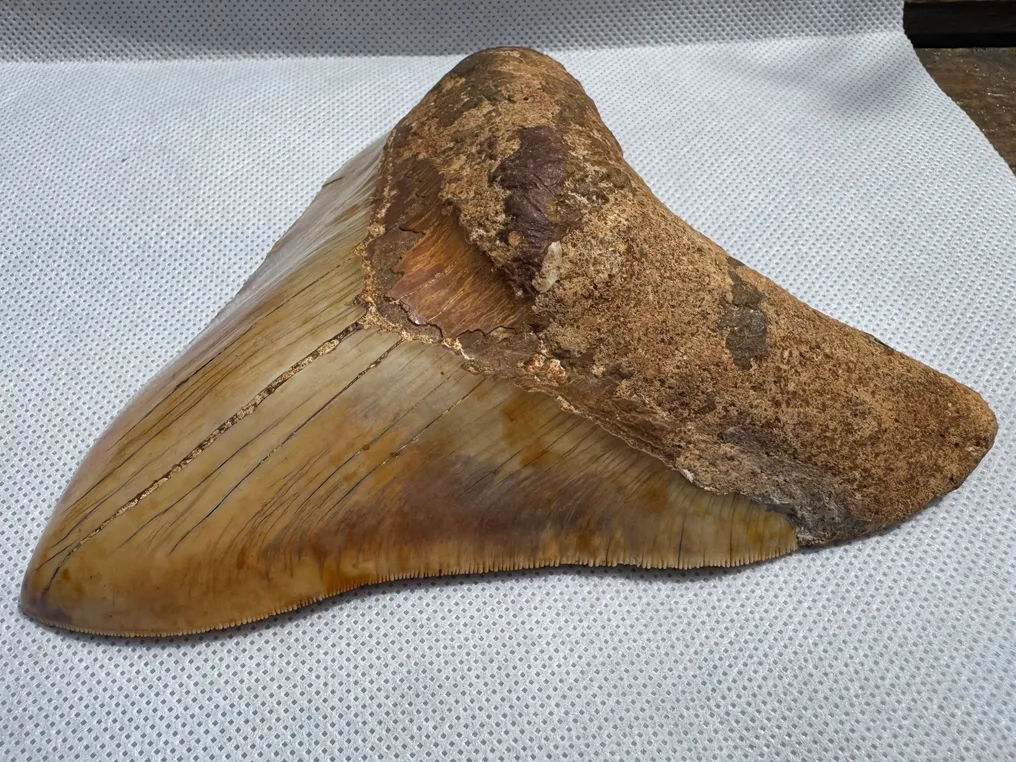 Megalodon - Fossil tooth - Carcharocles megalodon - 14.6 cm #4.3