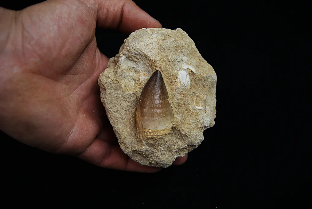 High-quality Mosasaur Tooth in Matrix - Fossil tooth - Mosasaurus Beaugei  (No Reserve Price) #2.1