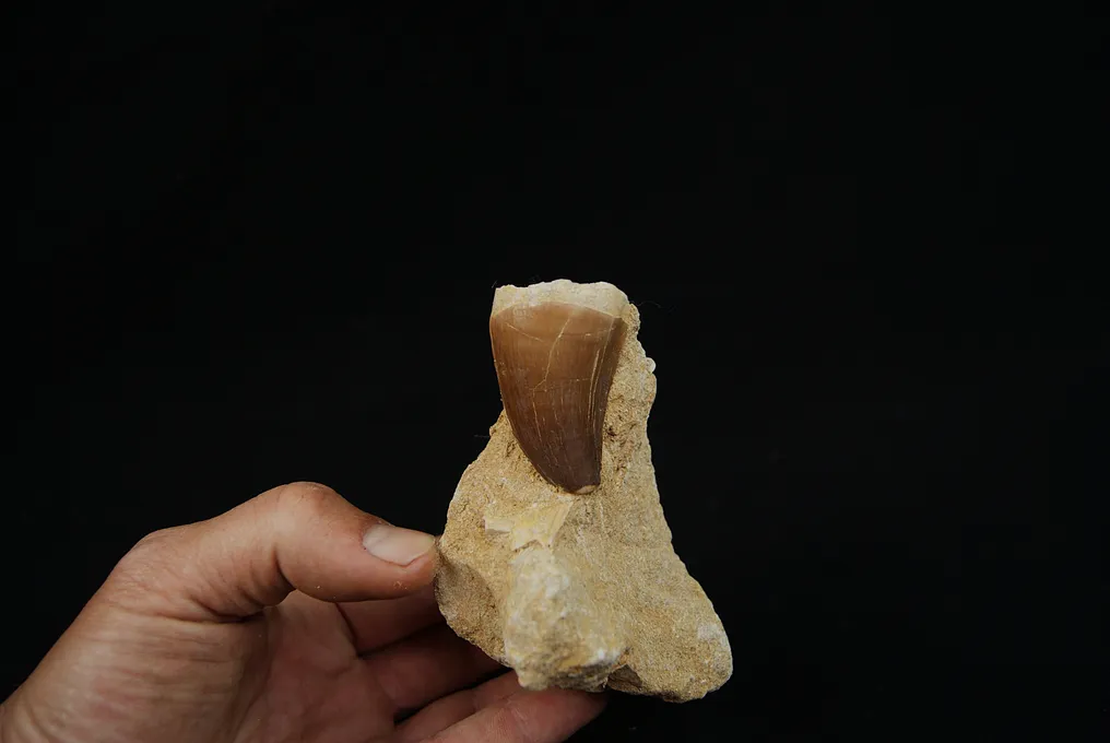 Högkvalitativ Mosasaurie Tand i 3D-matris - Fossil tand - Mosasaurus Prognotodon #4.3