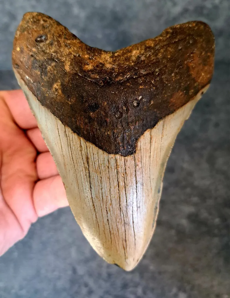 Megalodon - Fossil tooth - including stand! - 13.2 cm - 9.7 cm #1.1