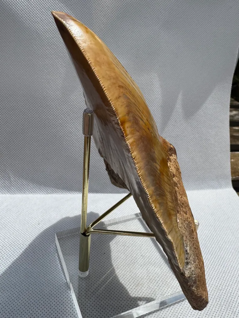 Megalodon - Fossil tooth - Carcharocles megalodon - 14.6 cm #3.2