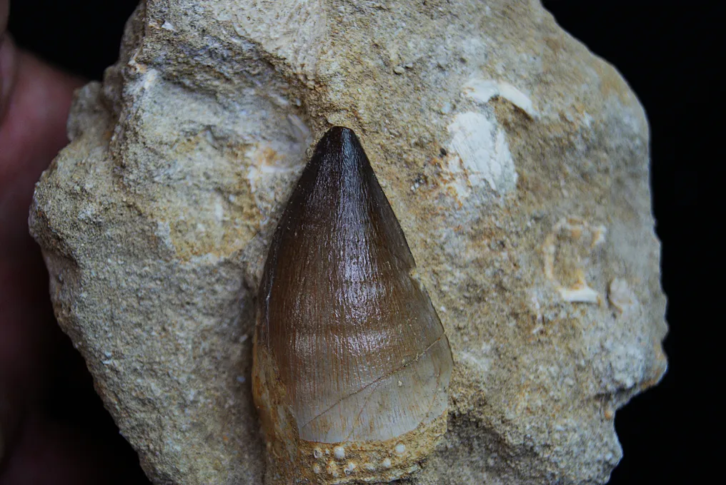 High-quality Mosasaur Tooth in Matrix - Fossil tooth - Mosasaurus Beaugei  (No Reserve Price) #3.2