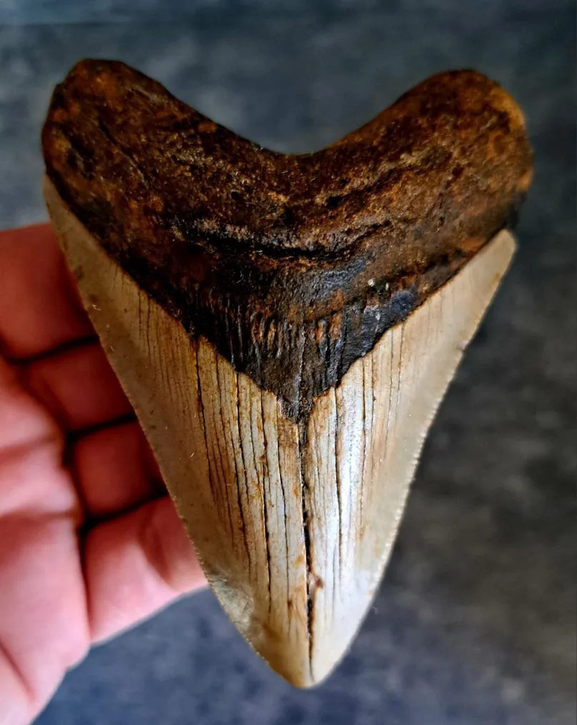 Megalodon - Fossil tooth - stand included! - 10 cm - 7.2 cm #1.0