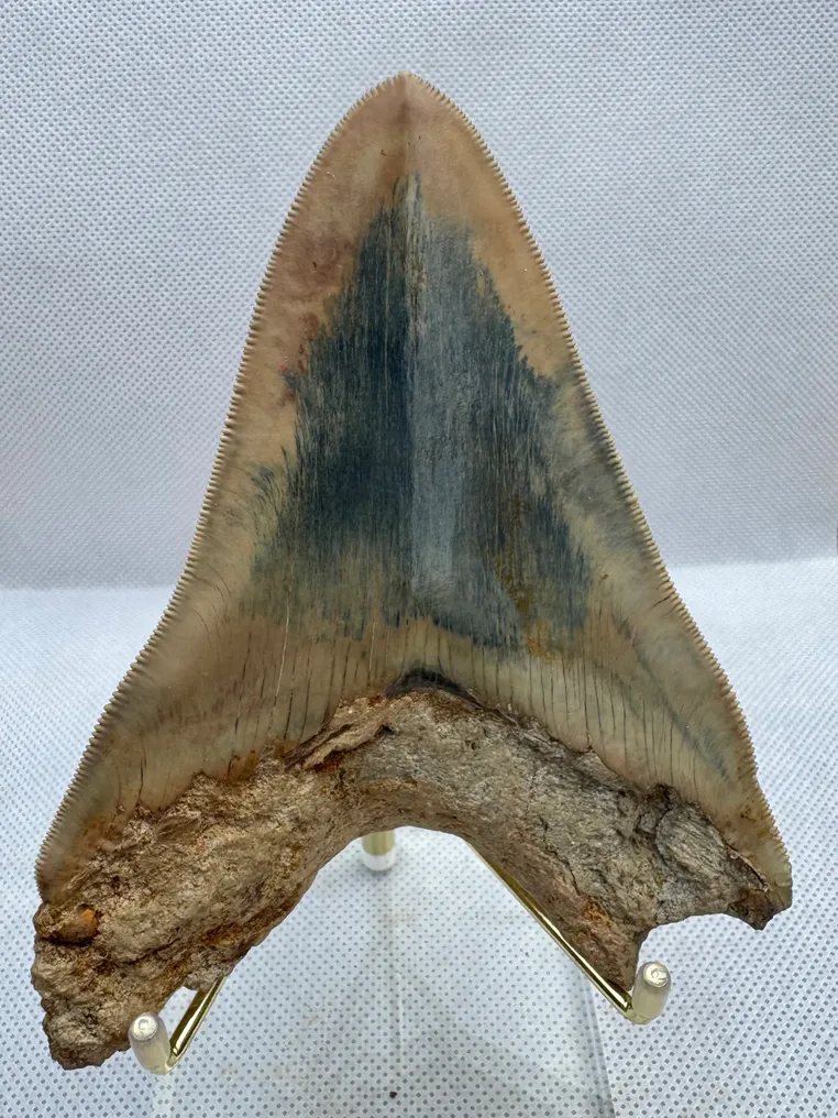 Megalodonte - Dente fossile - Carcharocles megalodon - 12 cm #1.0