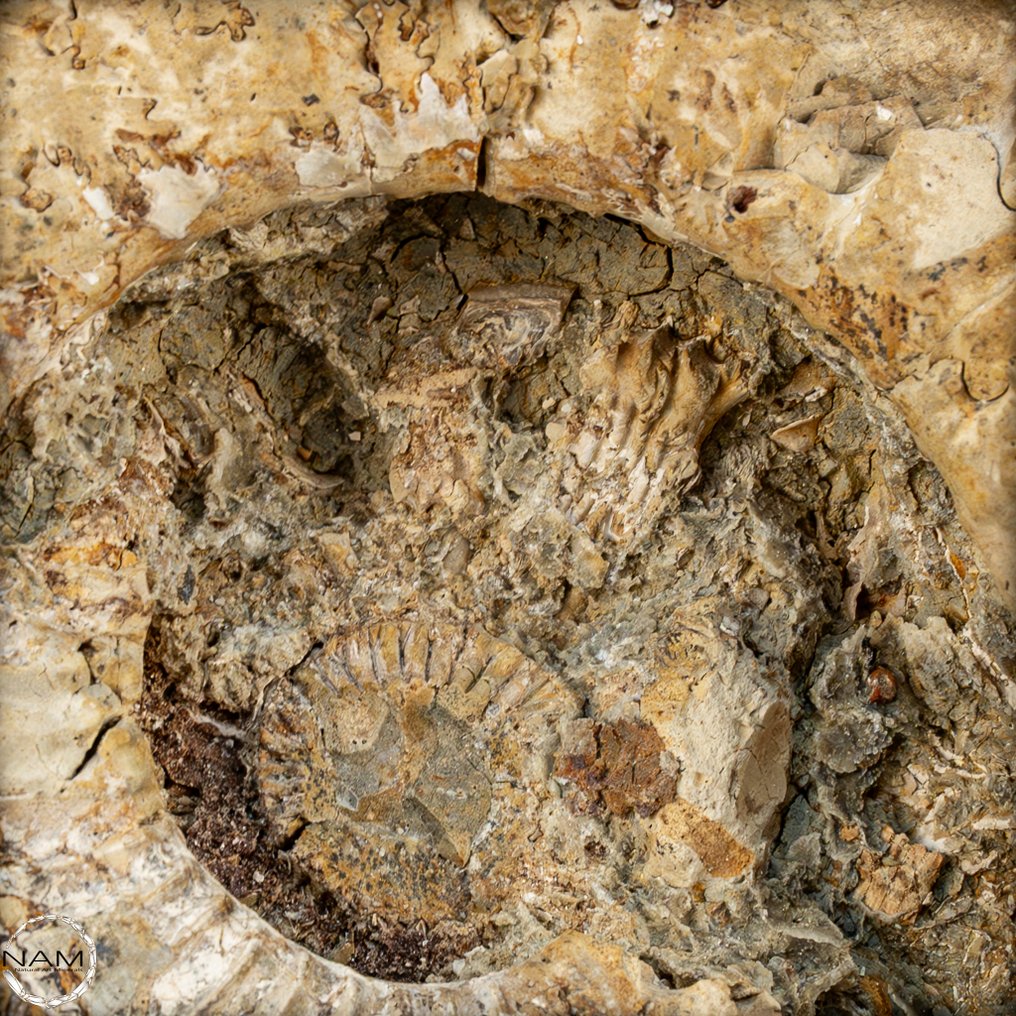 Μεγάλη απολιθωμένη αμμόνητη σε μήτρα septarian με κρινειδείς. Ελεύθερη μορφή- 4048.42 g #2.1