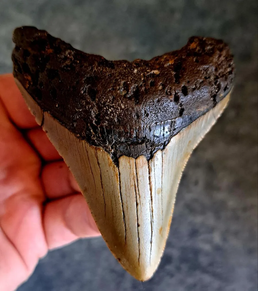 Megalodon - Fossil tooth - stand included! - 9 cm - 7.3 cm #2.1