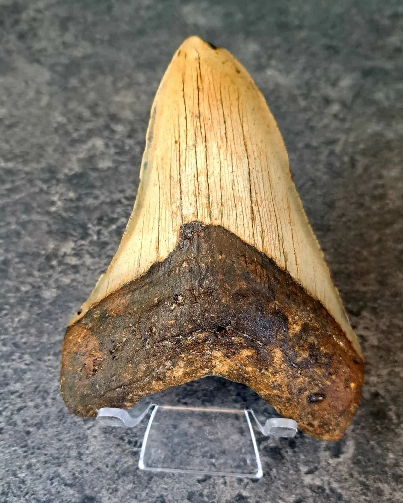 Megalodon - Fossil tooth - including stand! - 13.2 cm - 9.7 cm #1.2