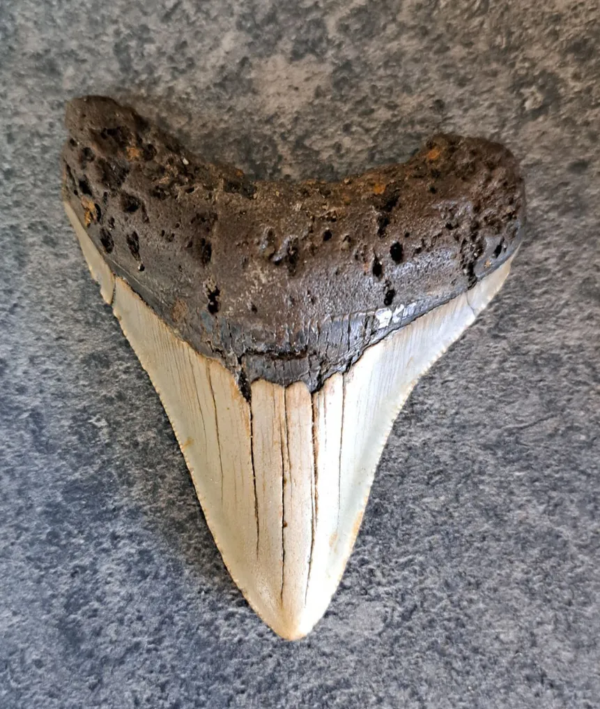 Megalodon - Fossil tooth - stand included! - 9 cm - 7.3 cm #3.2