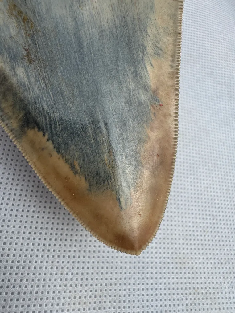 Megalodonte - Dente fossile - Carcharocles megalodon - 12 cm #4.3
