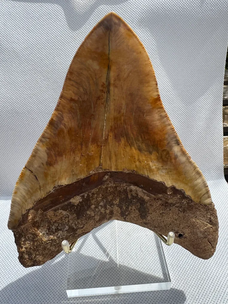 Megalodon - Fossil tooth - Carcharocles megalodon - 14.6 cm #1.0