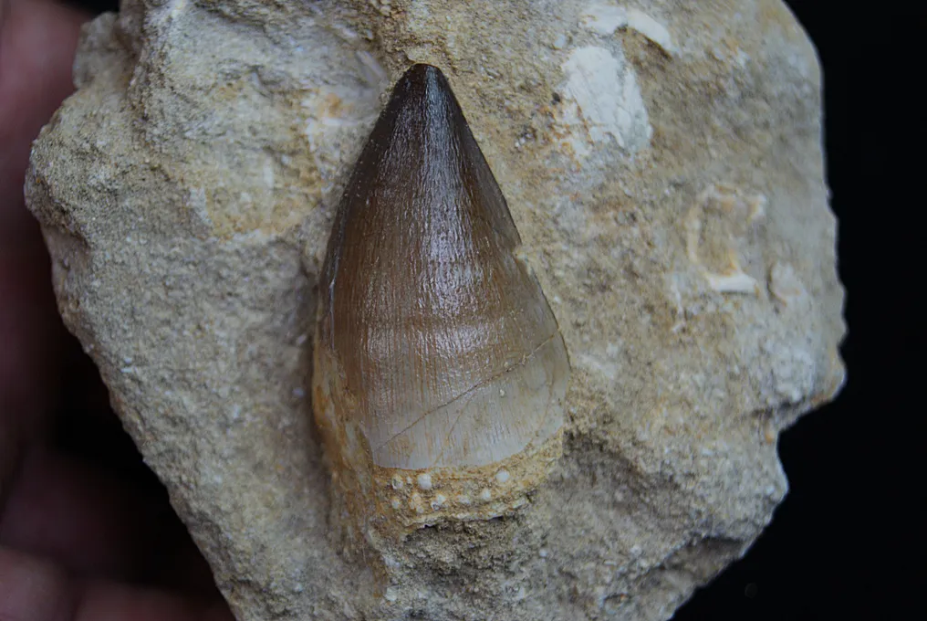 High-quality Mosasaur Tooth in Matrix - Fossil tooth - Mosasaurus Beaugei  (No Reserve Price) #1.0