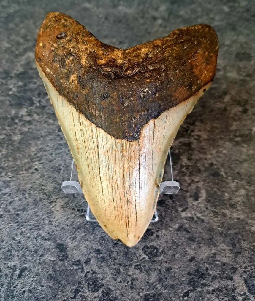 Megalodon - Fossil tooth - including stand! - 13.2 cm - 9.7 cm #2.1