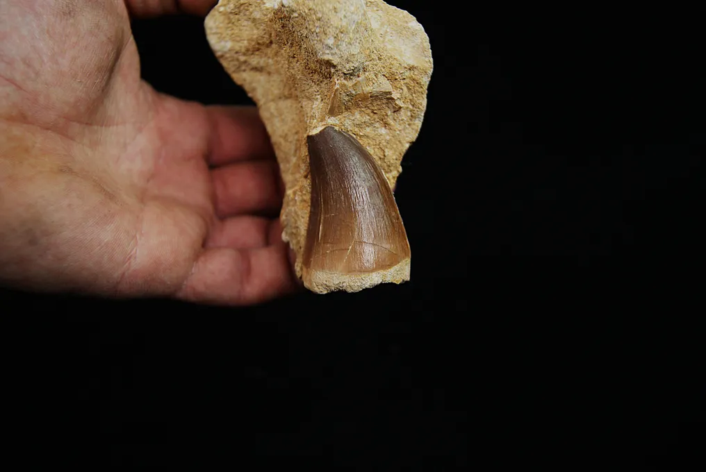 Högkvalitativ Mosasaurie Tand i 3D-matris - Fossil tand - Mosasaurus Prognotodon #2.1