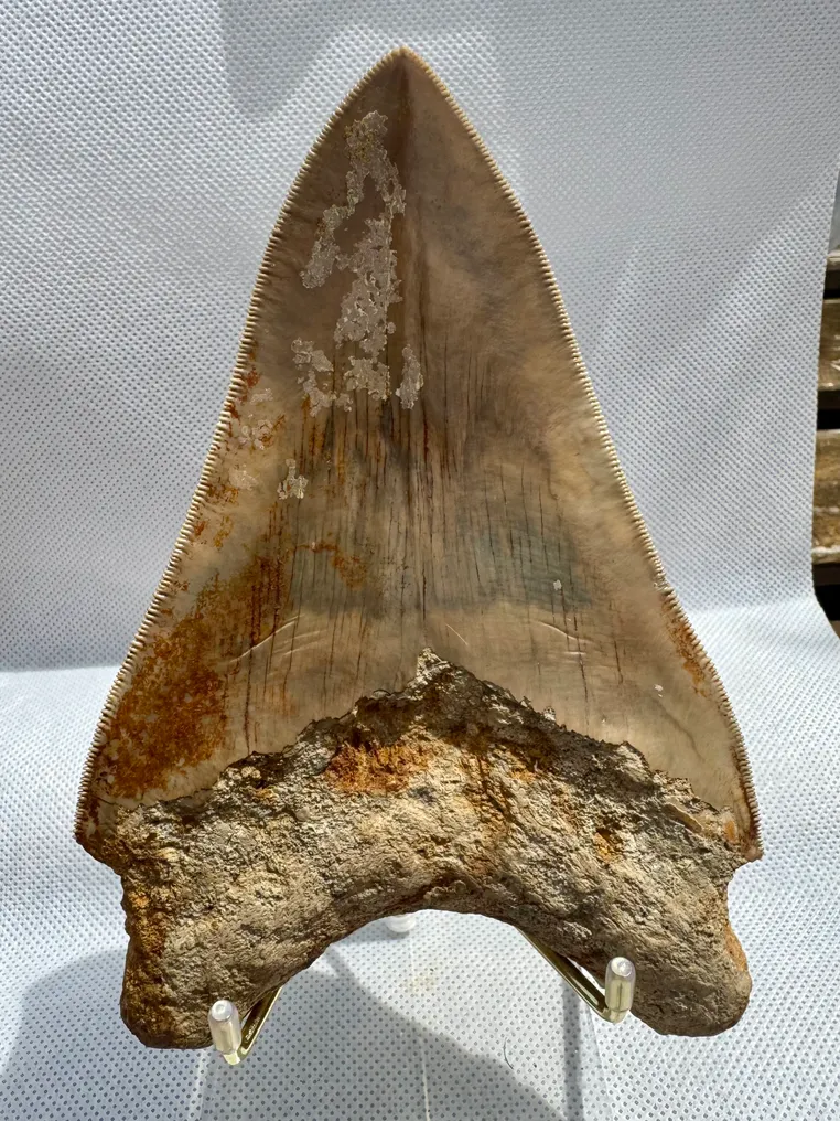 Mégalodon - Dent fossile - Carcharocles megalodon - 14.2 cm #1.1