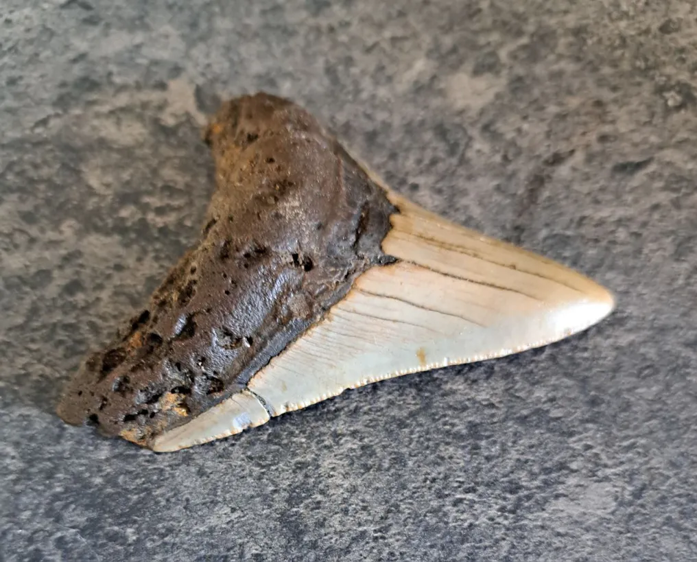 Megalodon - Fossil tooth - stand included! - 9 cm - 7.3 cm #4.3