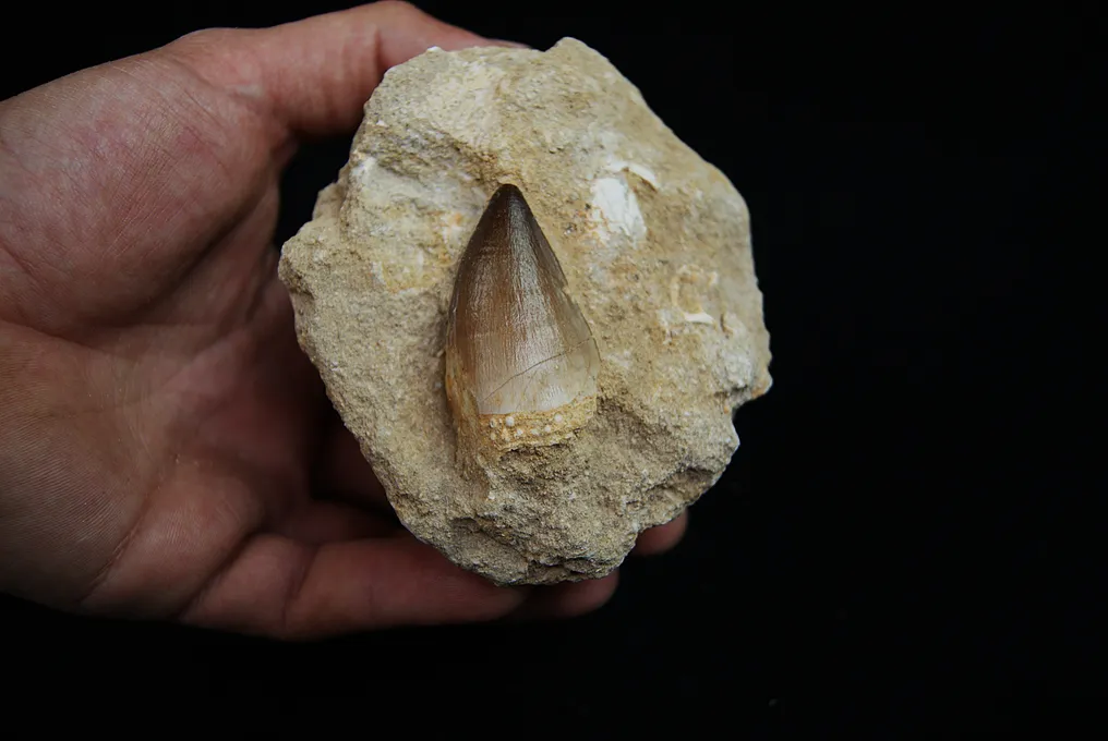 High-quality Mosasaur Tooth in Matrix - Fossil tooth - Mosasaurus Beaugei  (No Reserve Price) #4.3