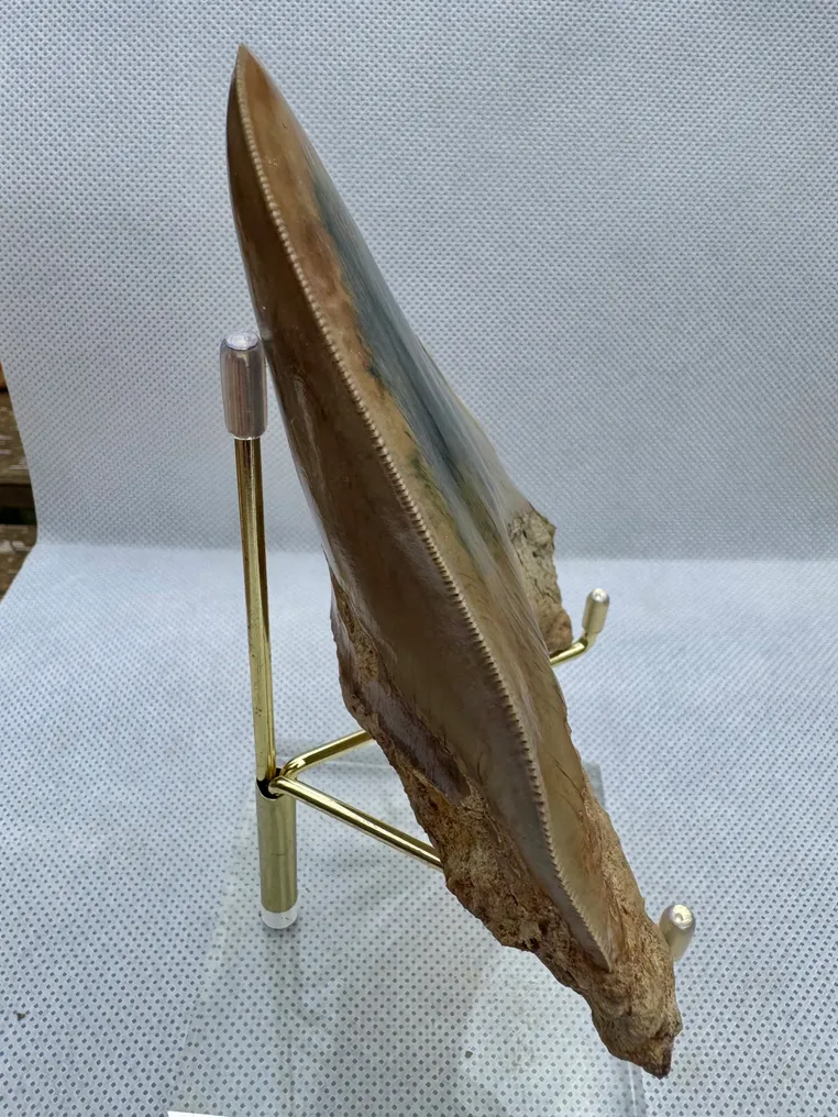 Megalodonte - Dente fossile - Carcharocles megalodon - 12 cm #3.2