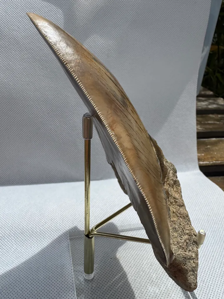 Megalodon - Fosszilis fog - Carcharocles megalodon - 14.2 cm #4.3