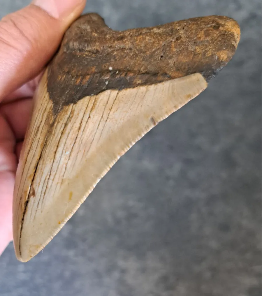 Megalodon - Fossil tooth - stand included! - 10 cm - 7.2 cm #3.2