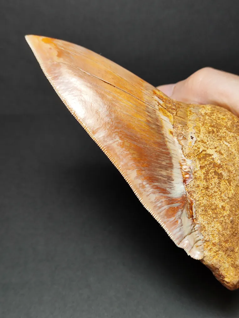 Megalodon - Fossil tooth - Otodus megalodon - 12.86 cm - 5.06 in #2.1