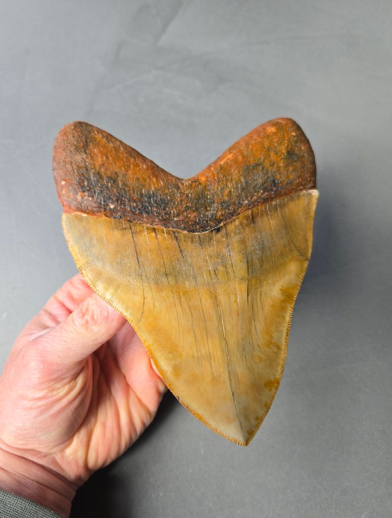 17,2cm - restored Megalodon - Fossiele tand - 172 mm - 130 mm (Zonder minimumprijs) #3.2