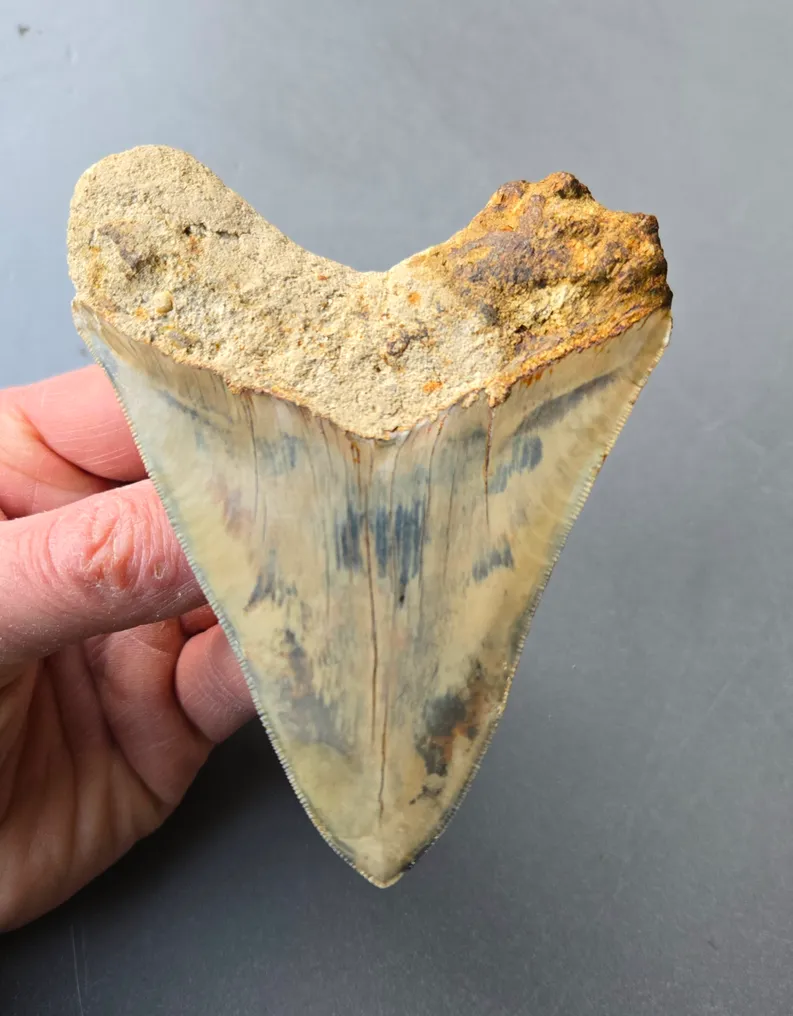 Megalodon - Fossil tooth - 114 mm - 90 mm #4.3