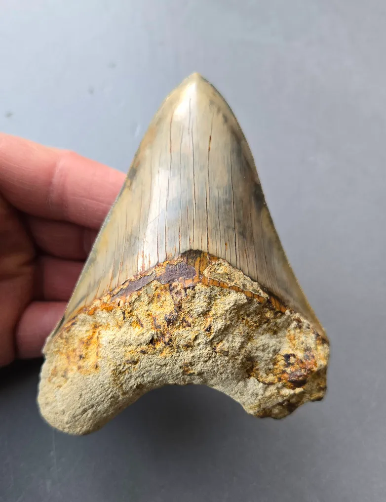 Megalodon - Fossil tooth - 114 mm - 90 mm #1.0