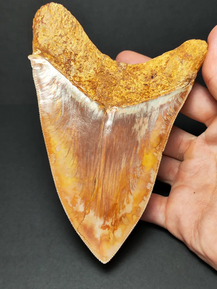 Megalodon - Fossil tooth - Otodus megalodon - 12.86 cm - 5.06 in #1.1
