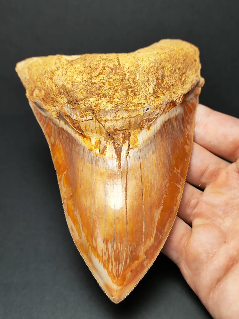 Megalodon - Fossil tooth - Otodus megalodon - 12.86 cm - 5.06 in #1.2